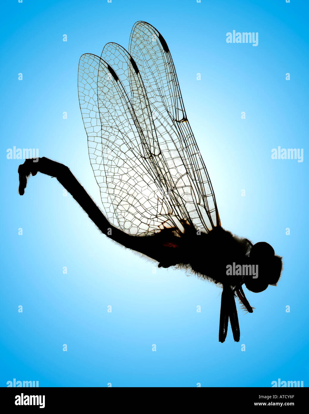 Dragonfly patterns hi res stock photography and images Alamy