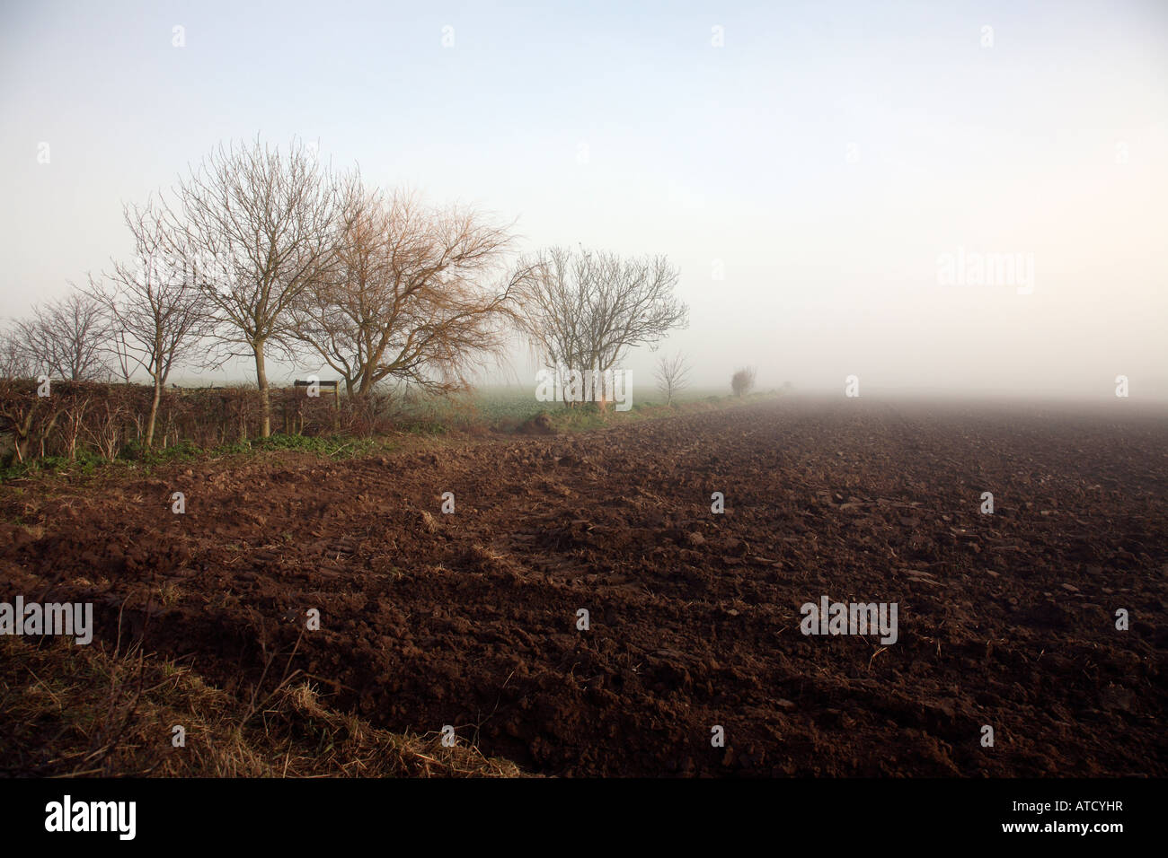 Trees shrouded in fog in Norfolk Stock Photo - Alamy