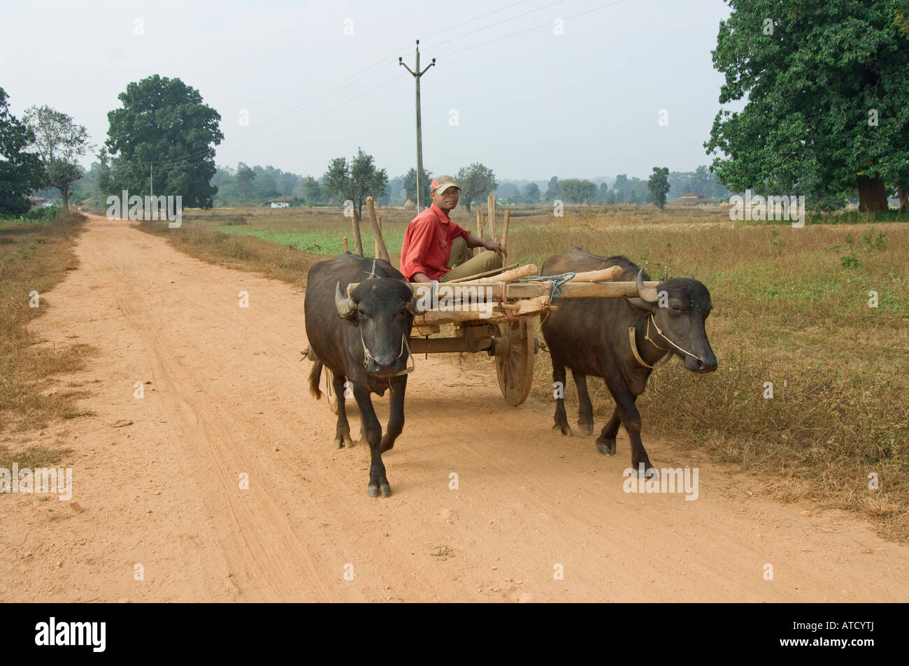 Indian Famer driving an ox cart Stock Photo