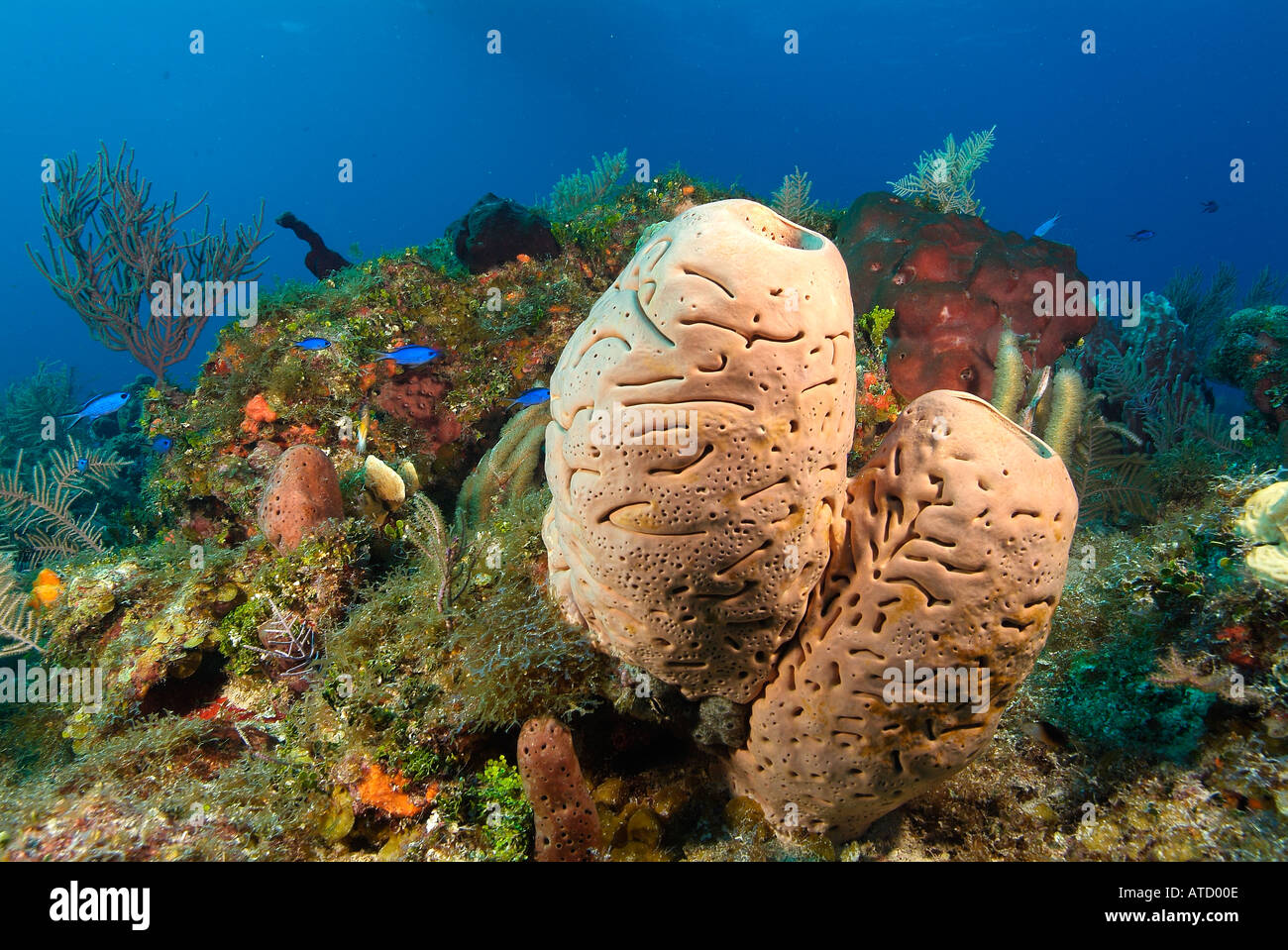Leathery barrel sponge, off Bimini Island, Bahamas Stock Photo