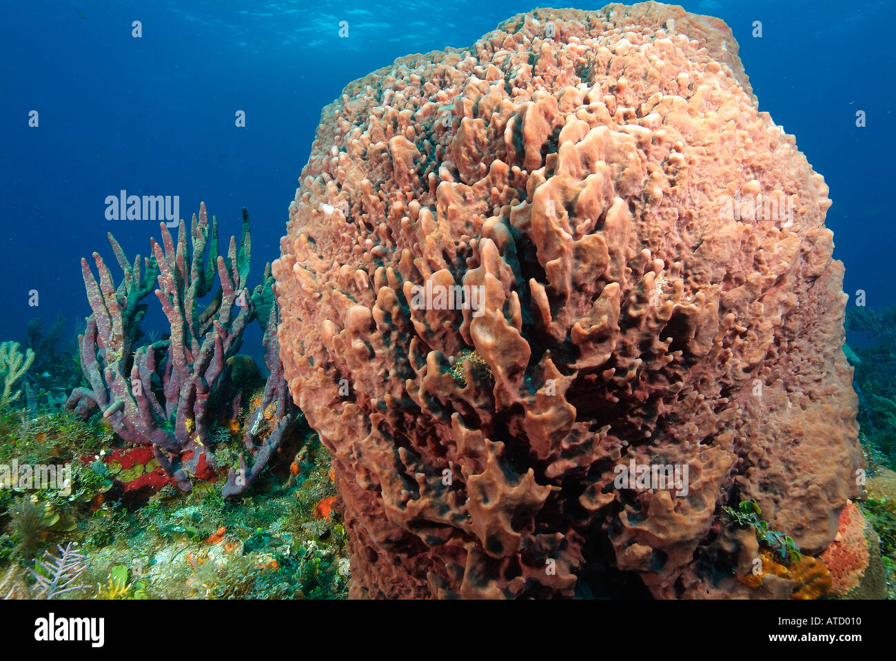 Giant barrel sponge, off Bimini Island, Bahamas Stock Photo - Alamy
