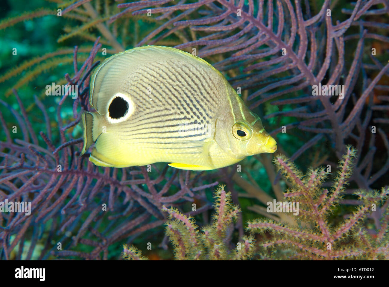 Foureye butterflyfish, off Bimini Island, Bahamas Stock Photo