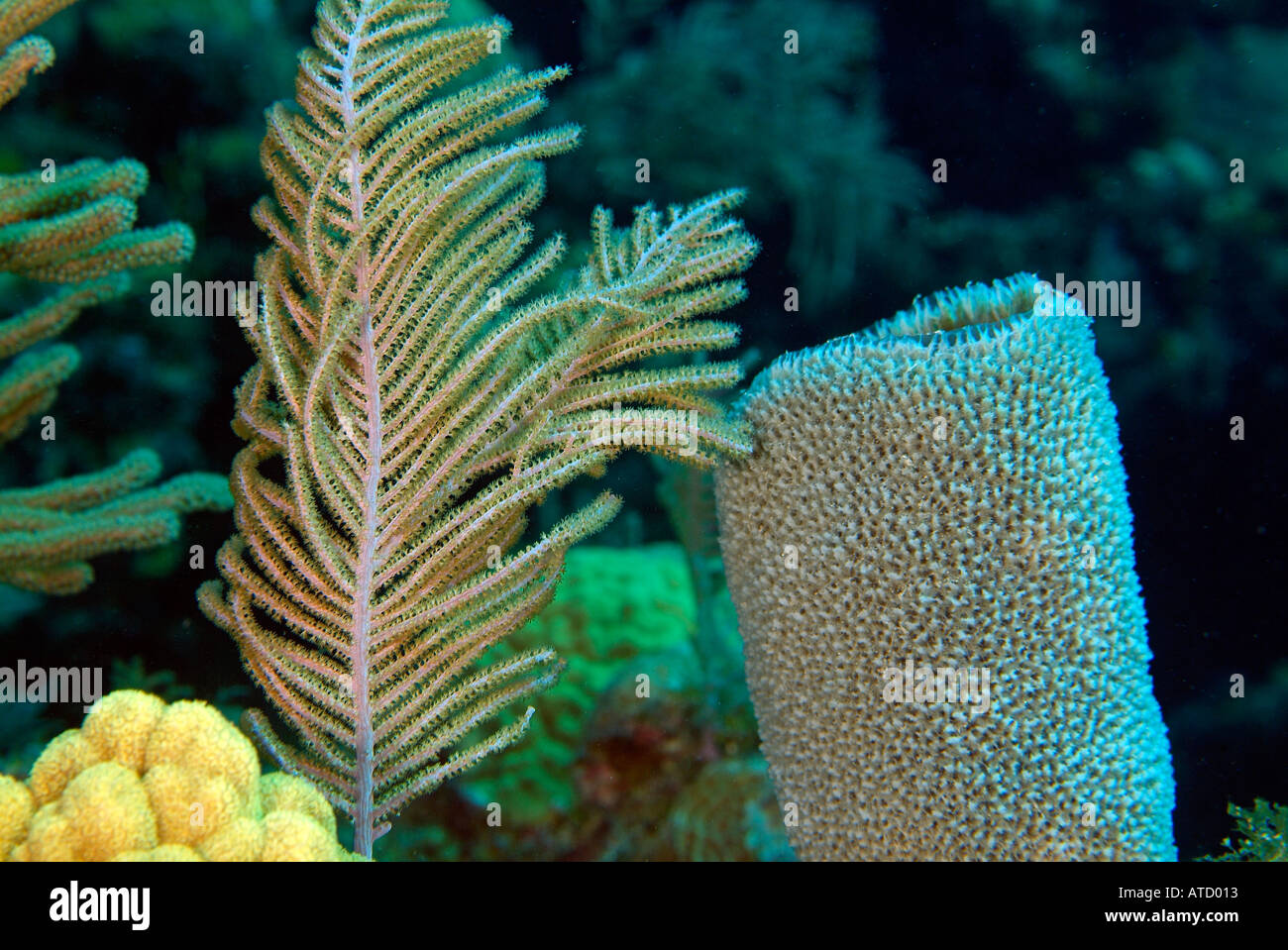 Branching vase sponge, off Bimini Island, Bahamas Stock Photo - Alamy