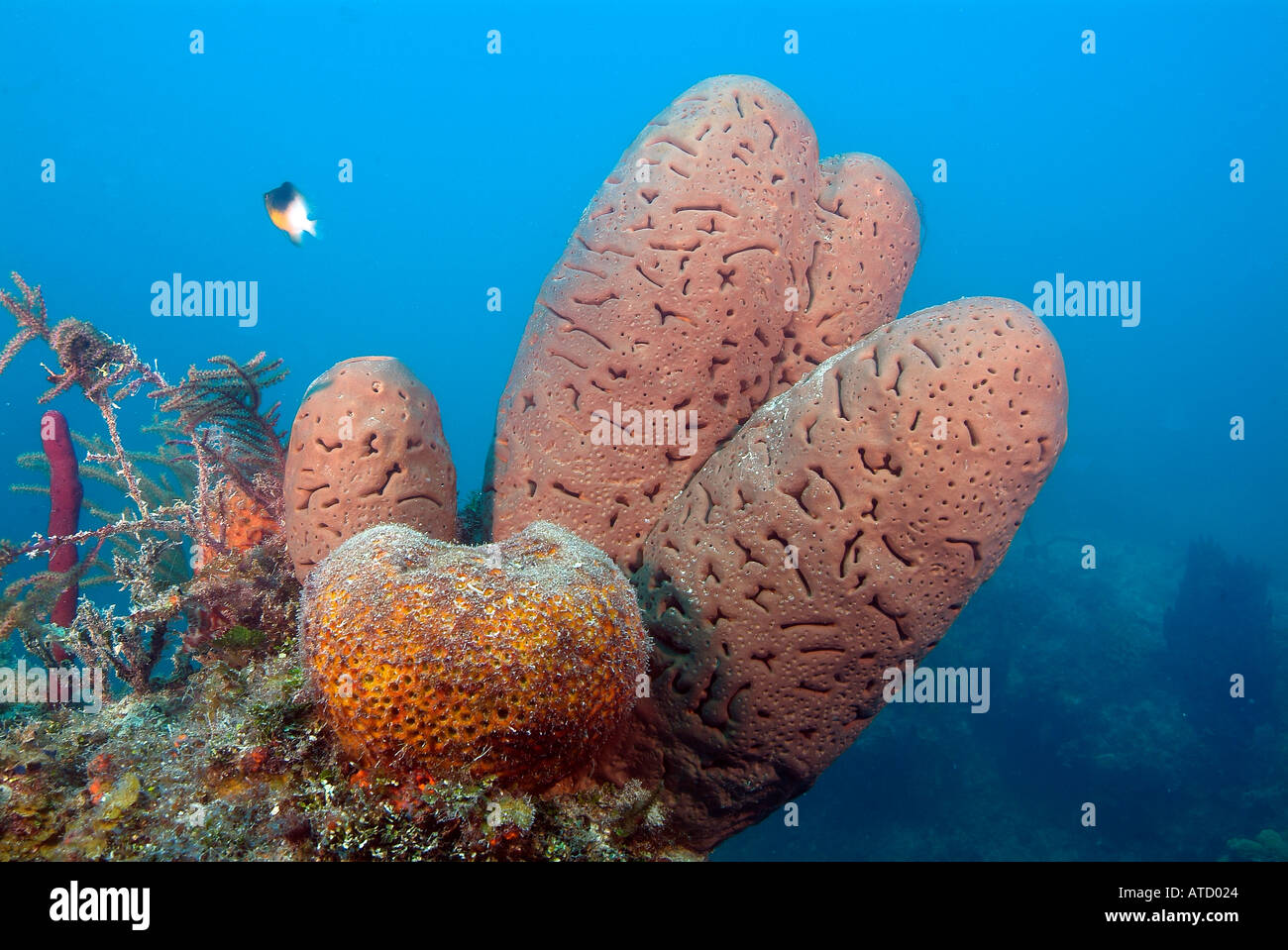 Leathery barrel sponge, off Bimini Island, Bahamas Stock Photo