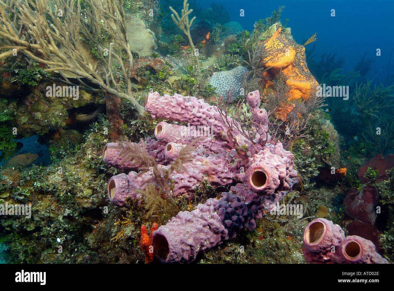 Branching Vase Sponges Off Bimini Island Bahamas Stock Photo