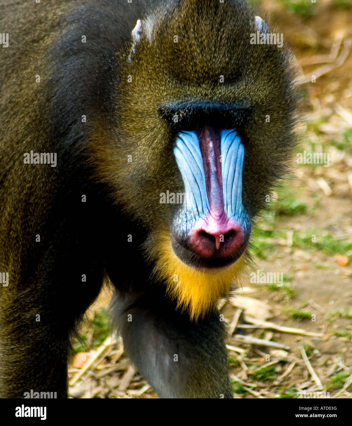 An aggressive looking Alpha male Baboon. Stock Photo