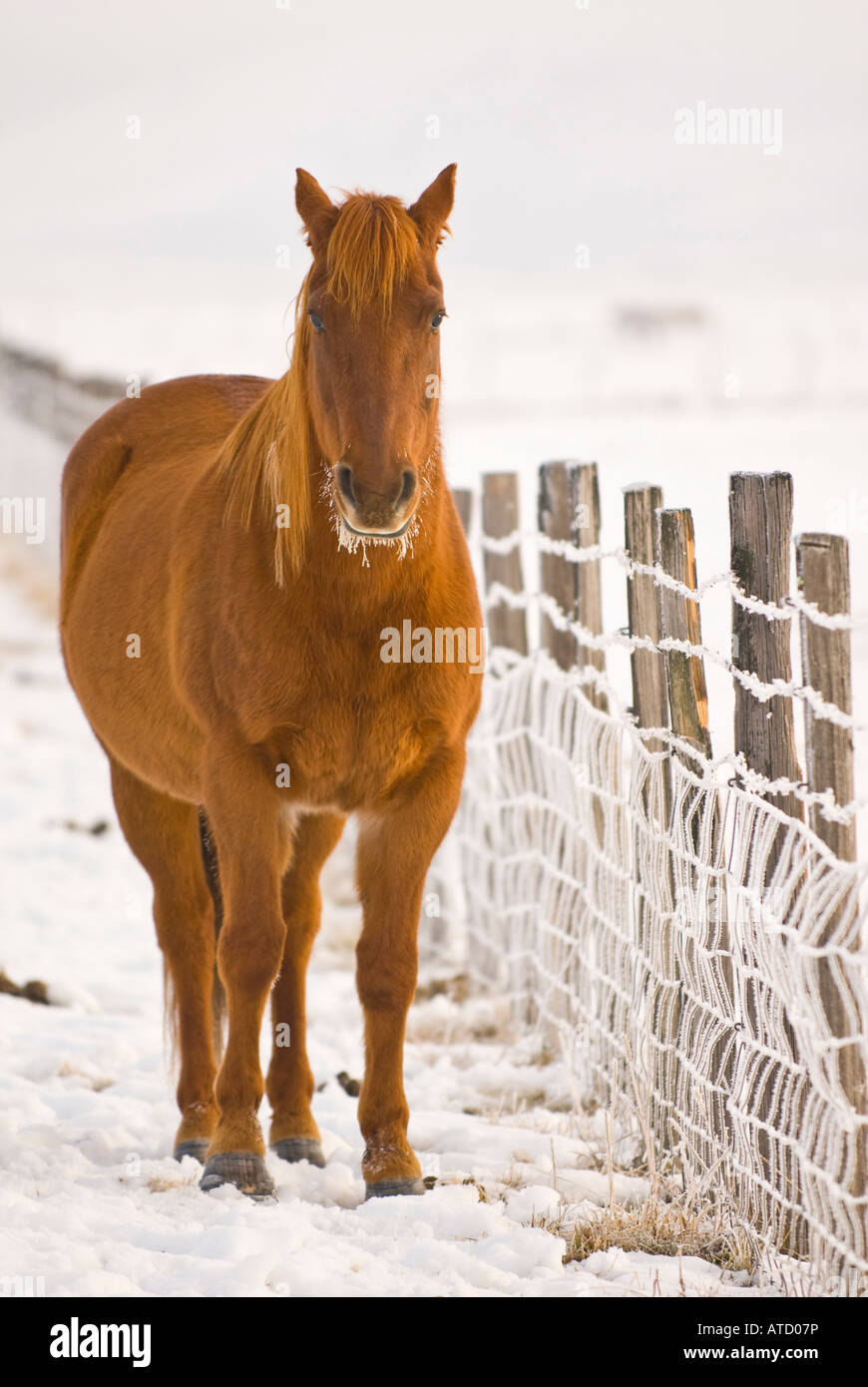 Idaho McCall A horse stands in a snowy field in winter Stock Photo Alamy