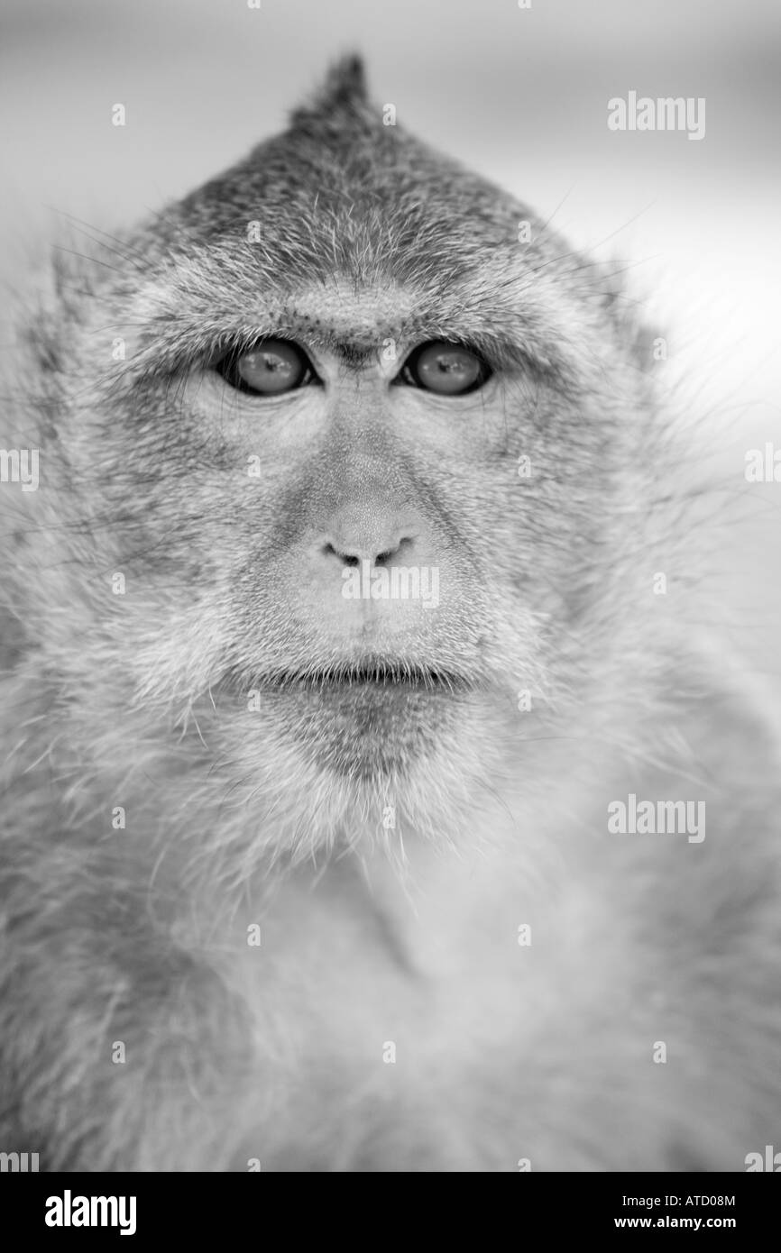 Monkey Face Stock Photo