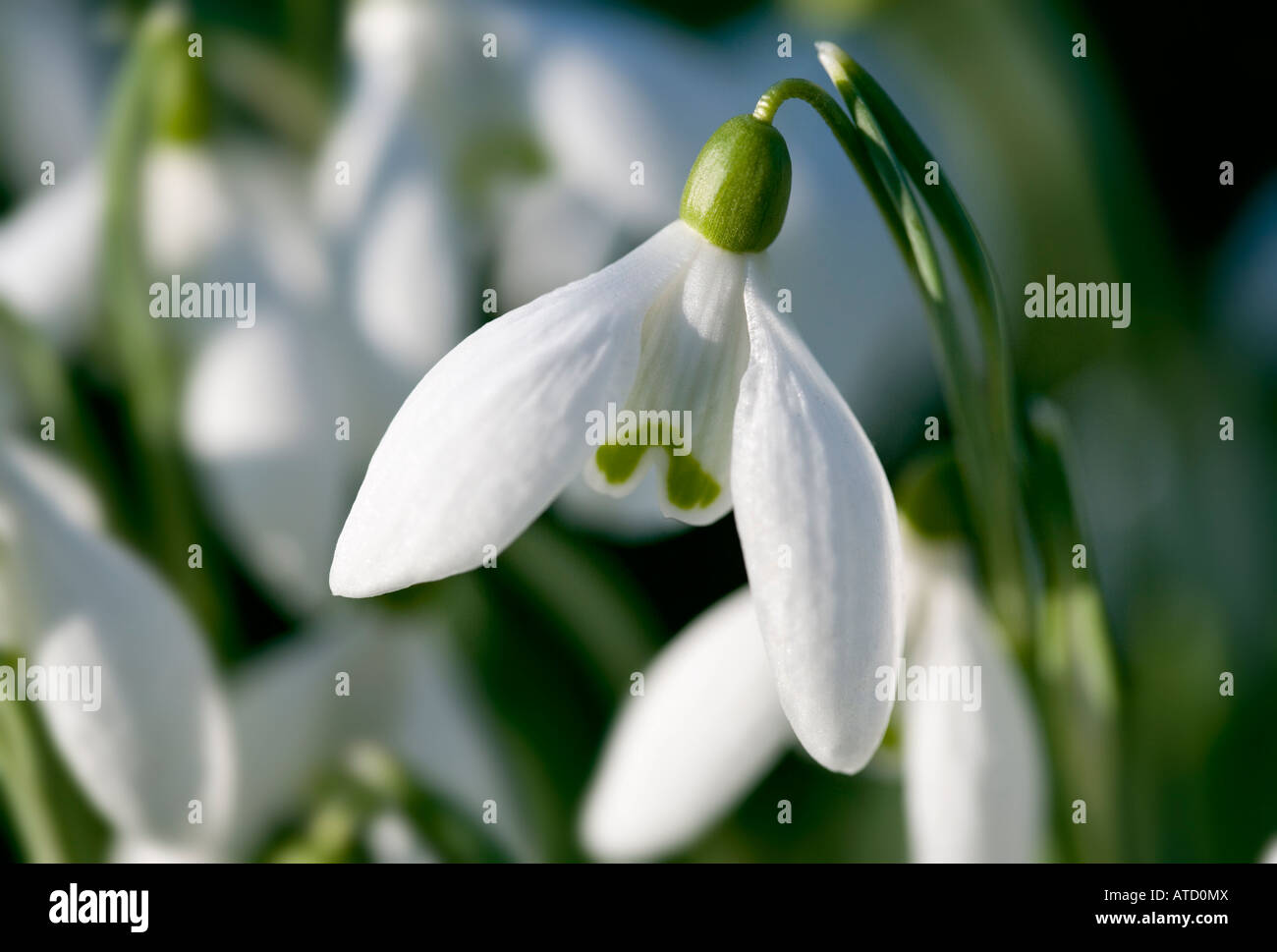 Snowdrops shot in natural environment in late winter.  LATIN NAME: Galanthus Stock Photo