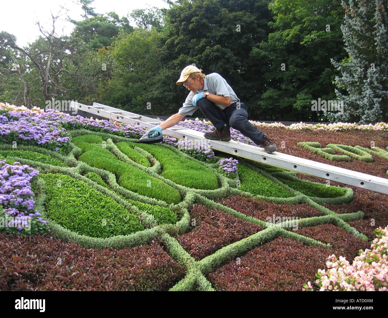 A municipal gardener trimming plants in a traditional Victorian carpetbed in  Toronto Ontario Canada Stock Photo