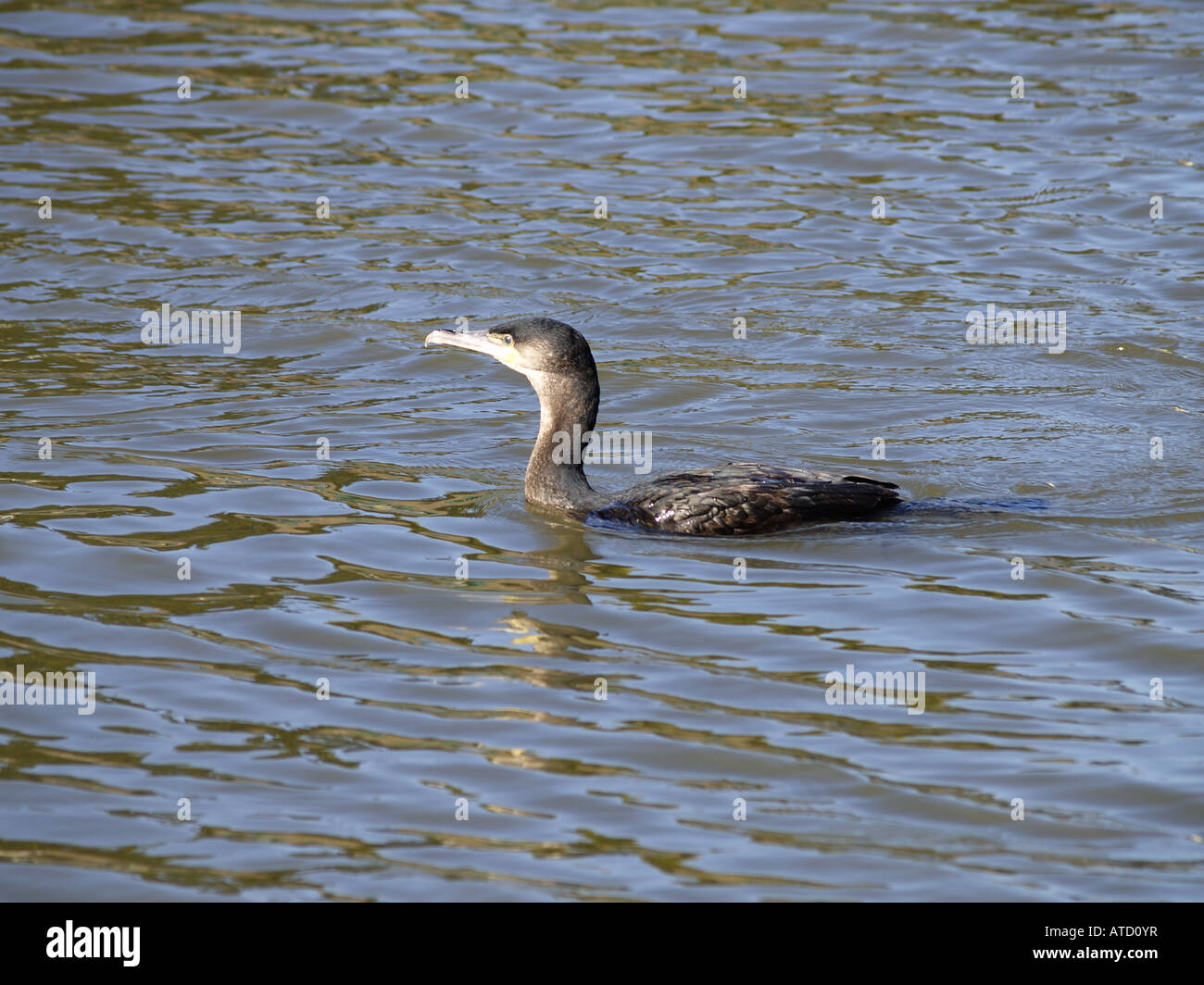 Cormorant, Phalacrocorax carbo, large waterbird, swimming in Bude Canal Stock Photo