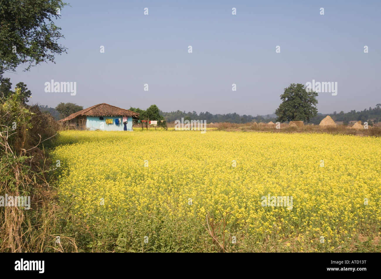 Farmer house in a mustard field Stock Photo
