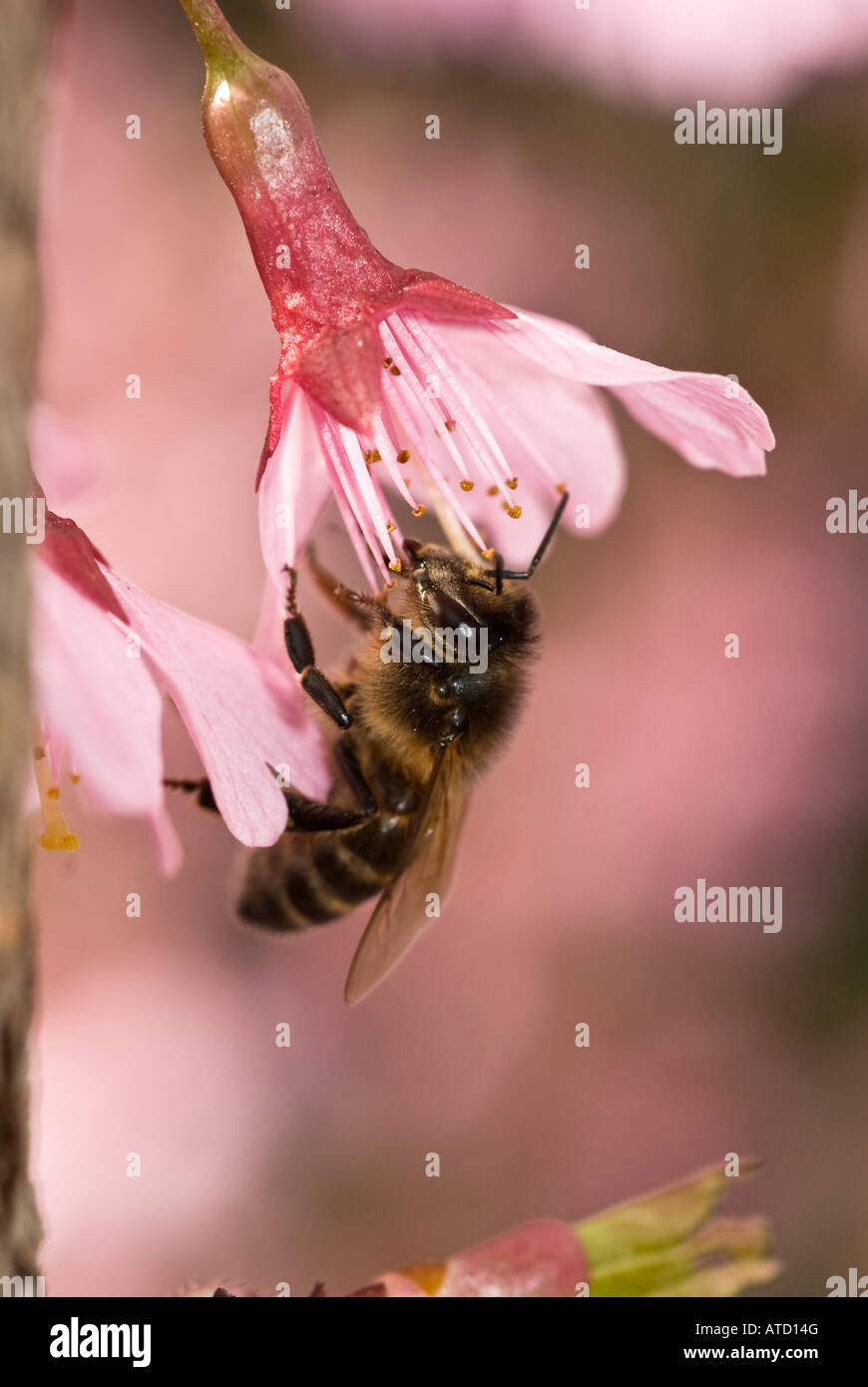 Ornamental Cherry Prunus Okame Bee Apis Mellifera Stock Photo