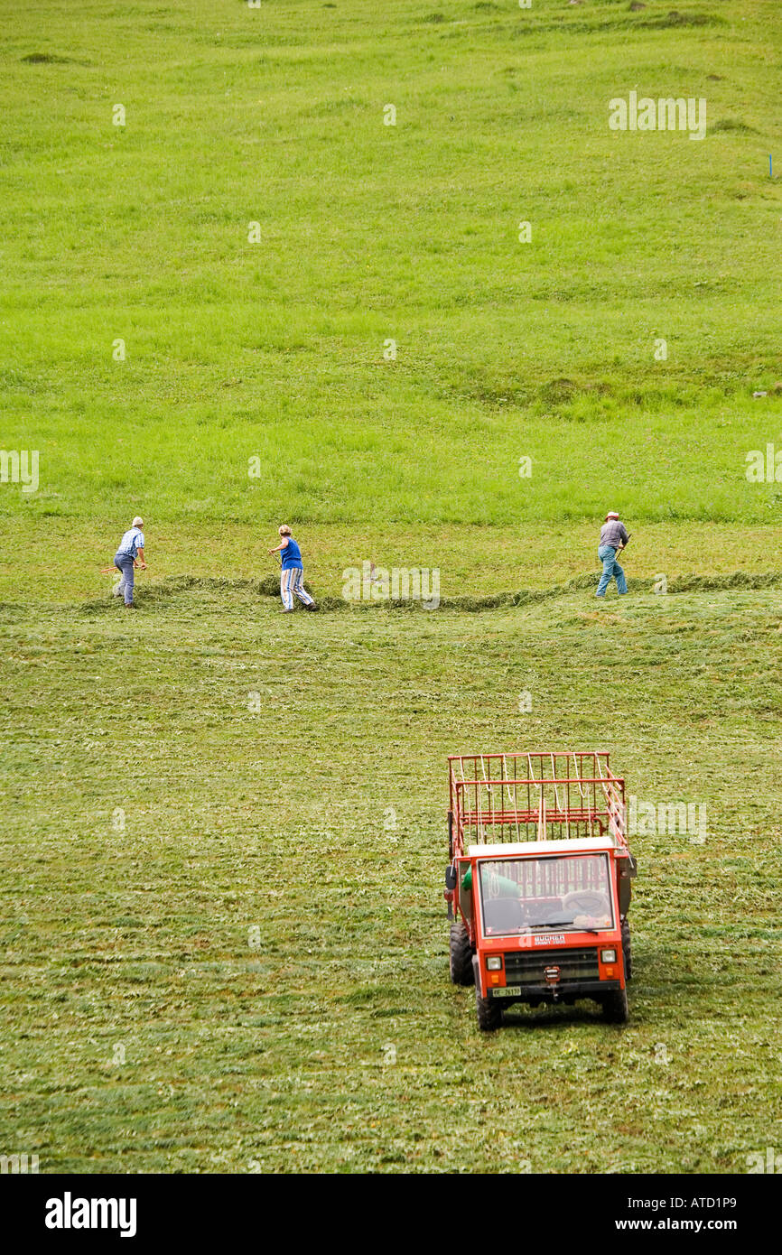 People using hay rakes to harvest freshly cut hay on hillside above the ...