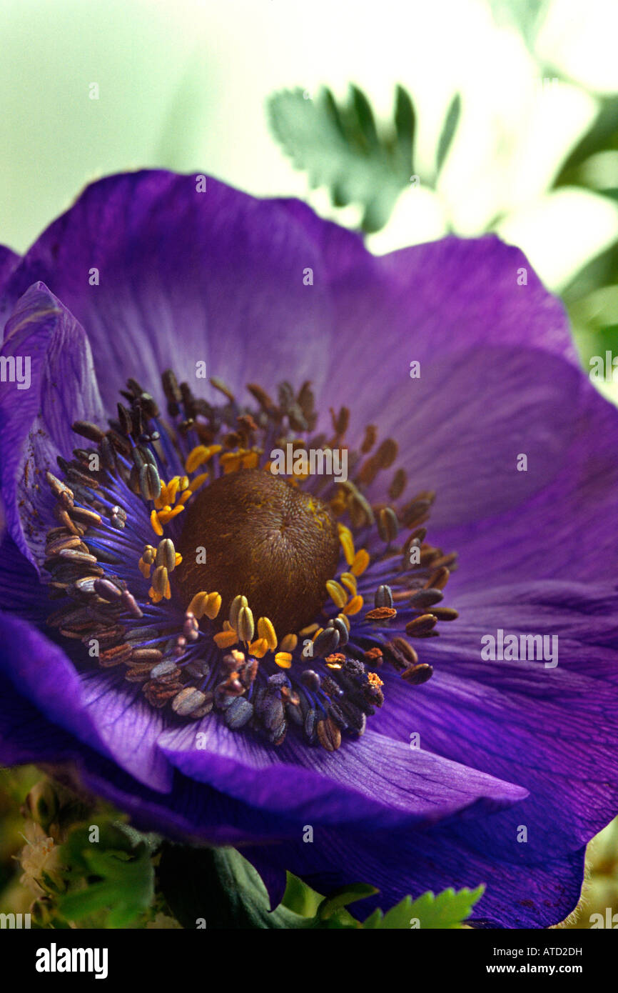Anemone, flower corolla Stock Photo Alamy