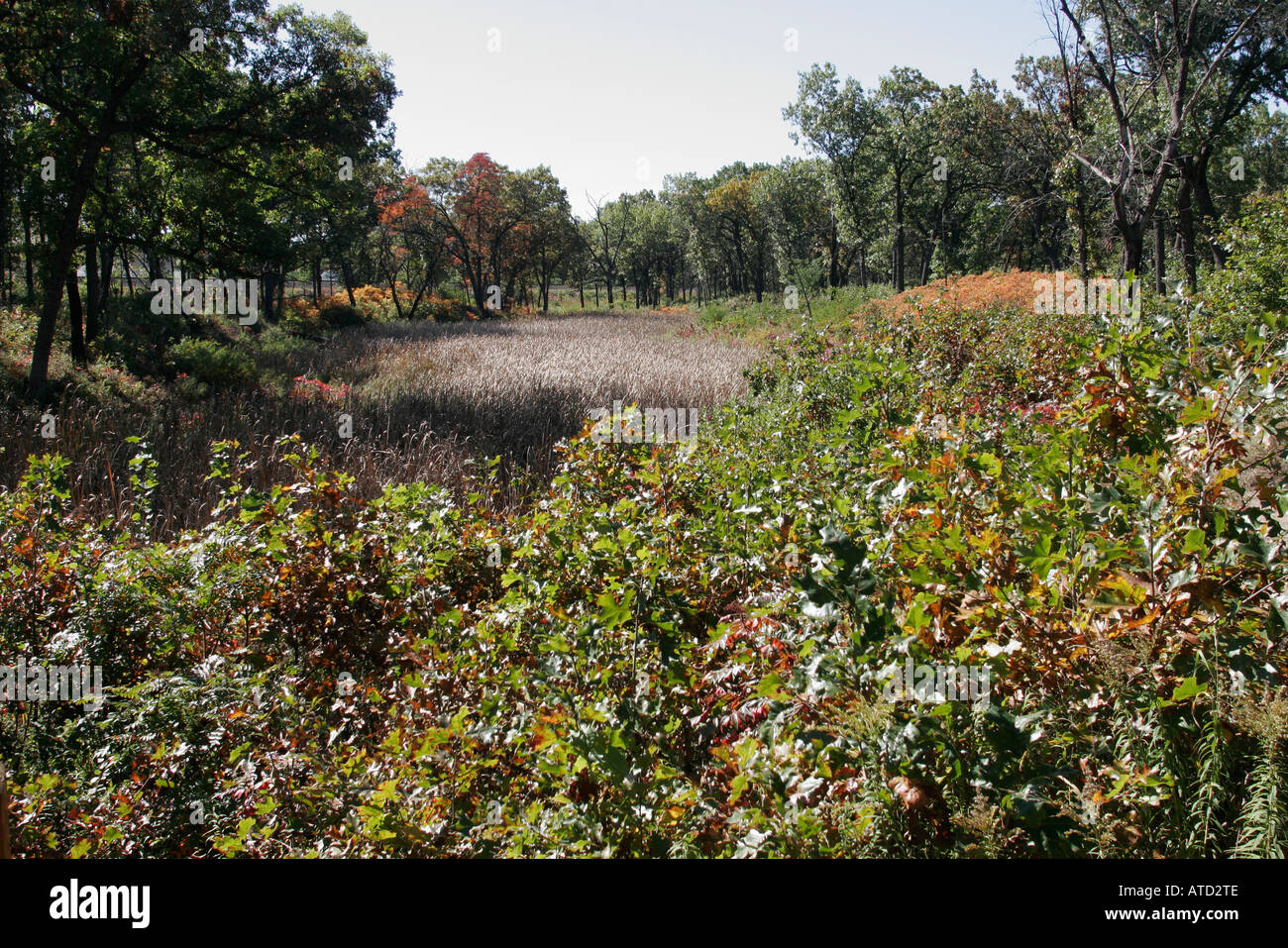 Indiana Lake County,Gary,Indiana Dunes National Lakeshore,Miller Woods