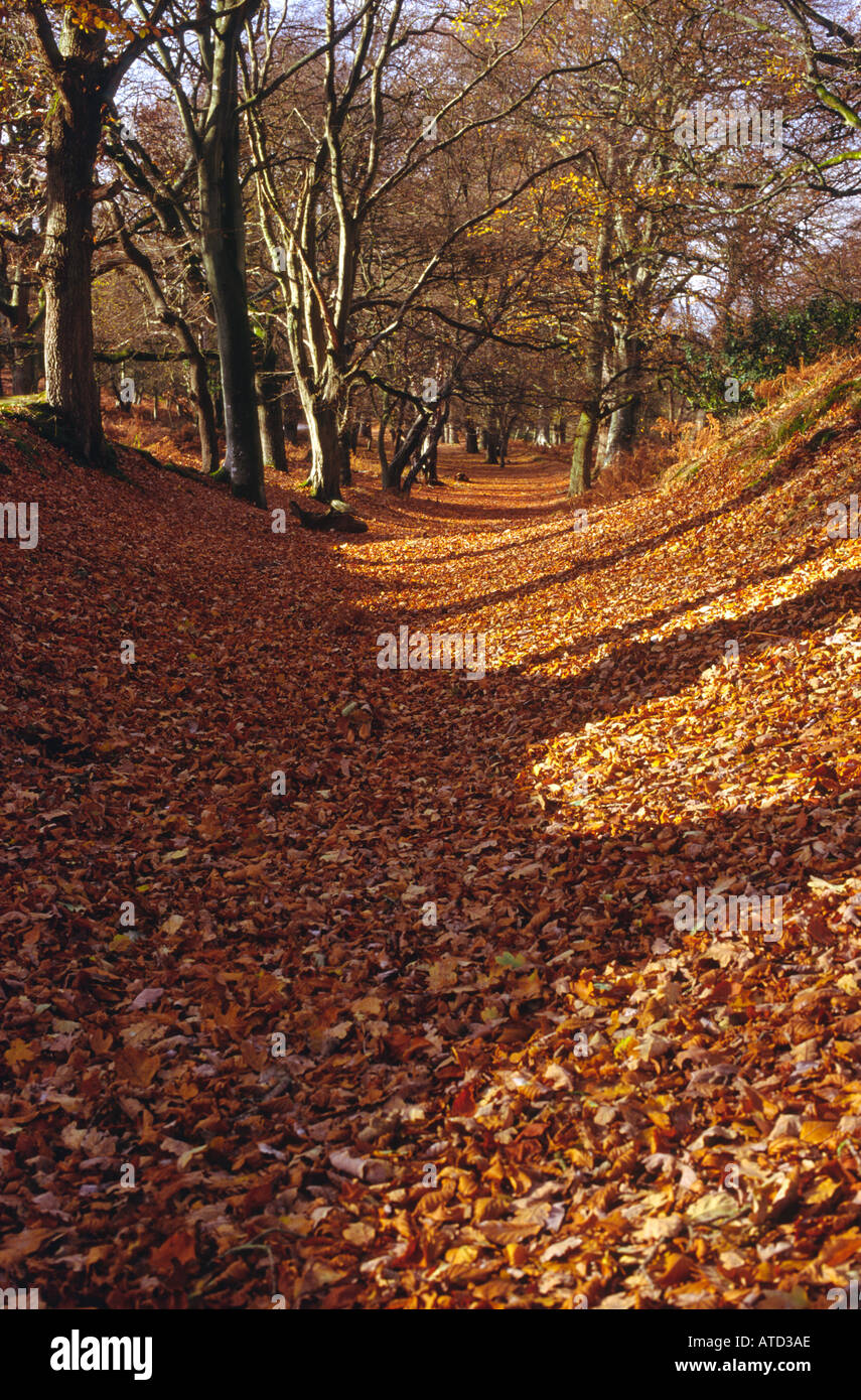 Carpet Of Autumn Beech Leaves Stock Photo