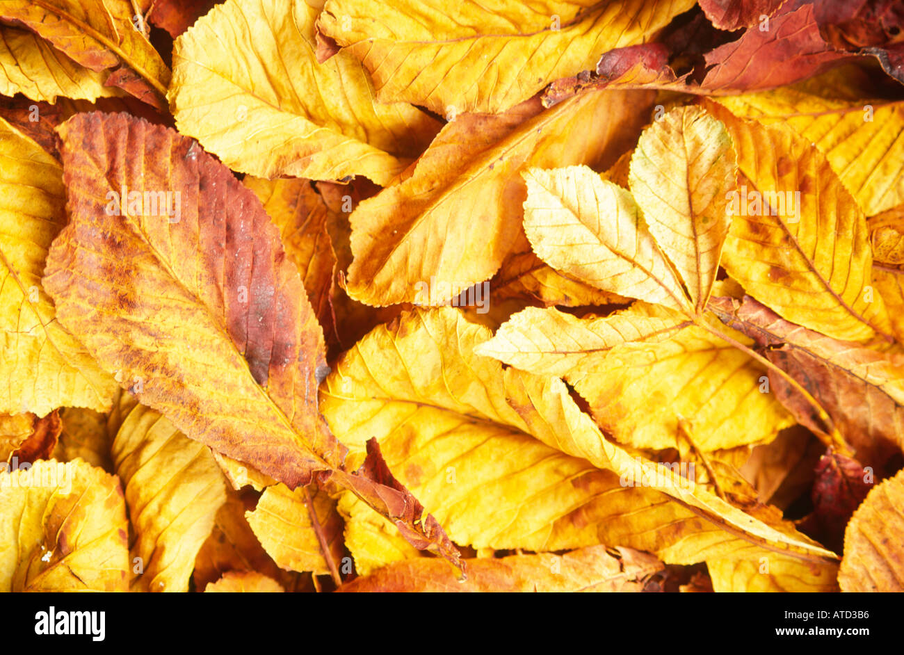 Autumn Horse Chestnut Leaves taken in natural light at Upcerne village in Dorset county England UK Stock Photo