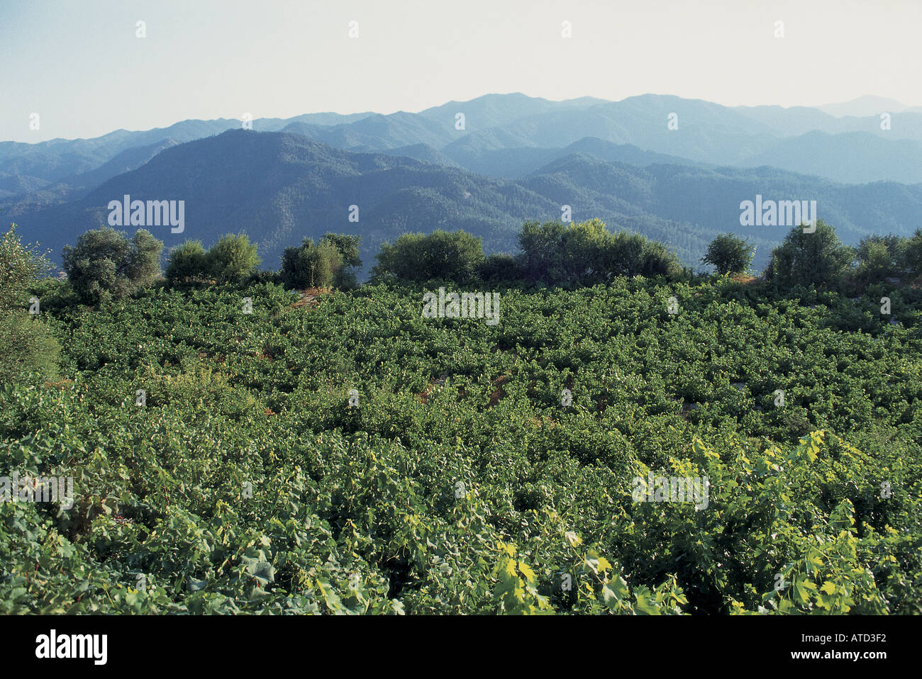 Cyprus vineyards Troodos mountains Stock Photo