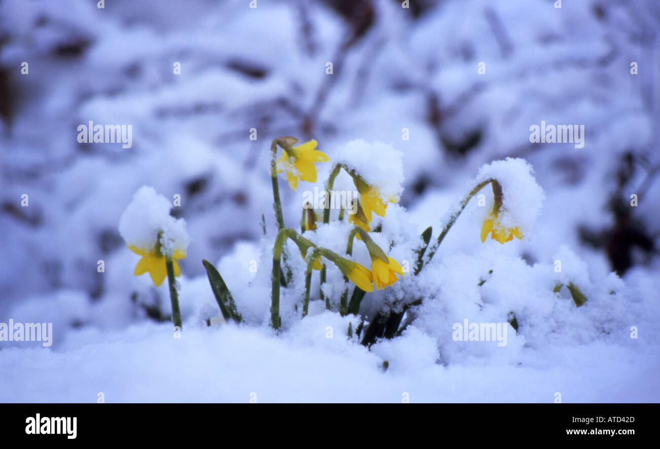 Daffodils fighting through the snow number 1990 Stock Photo Alamy