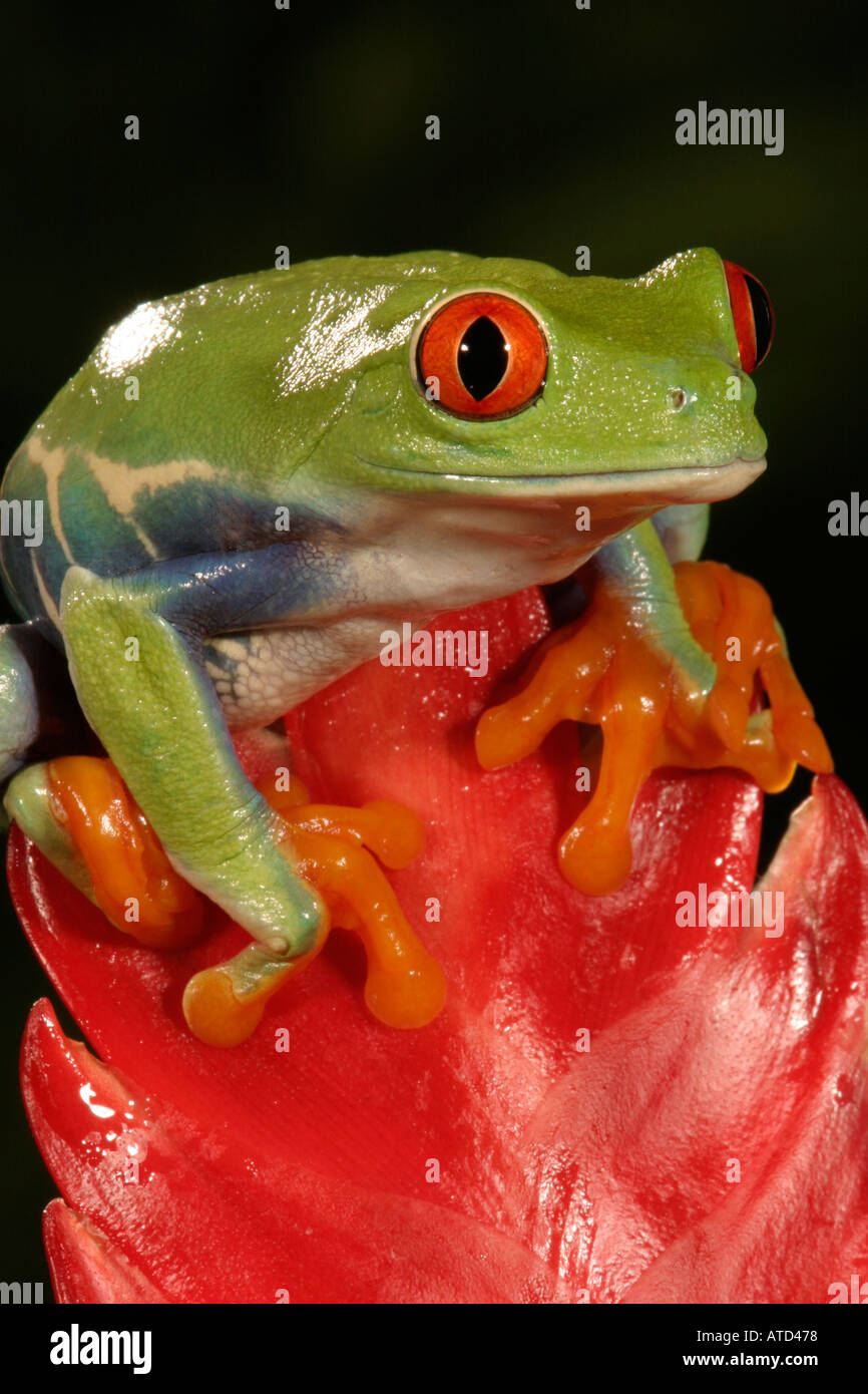 Red eyed Tree Frog Stock Photo Alamy