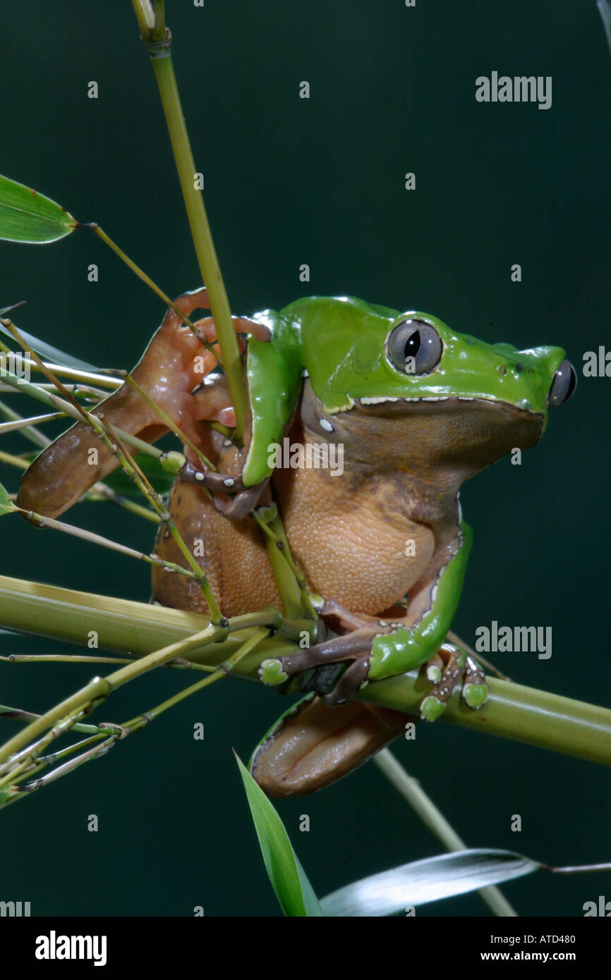 Bicolor Monkey Frog Stock Photo Alamy