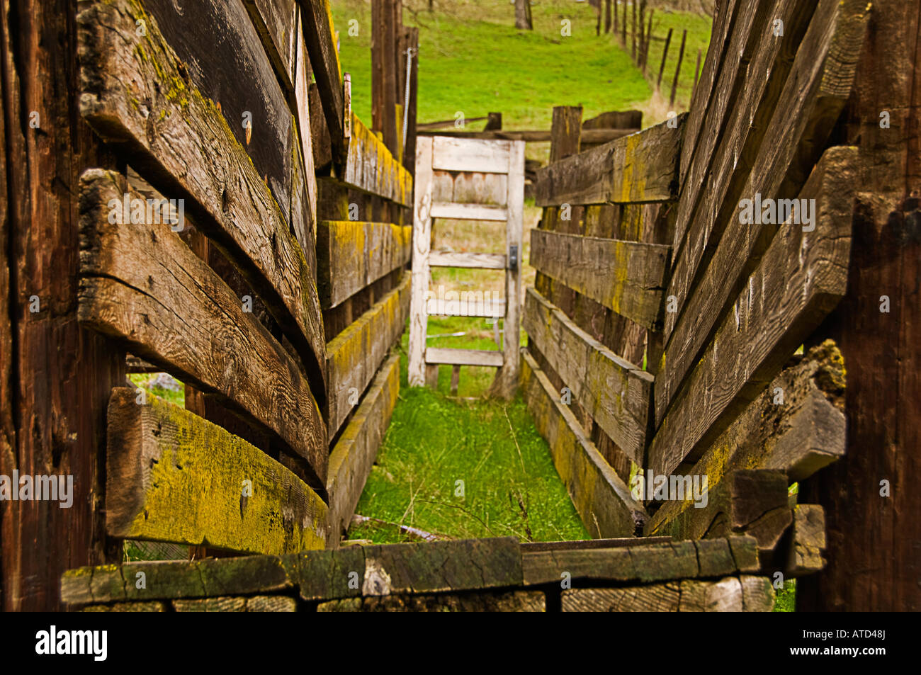 Cattle Sheep Loading Ramp Stock Photo Alamy