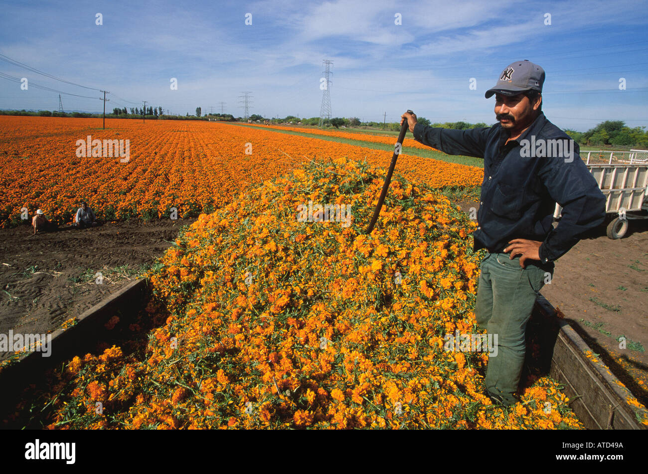 A worker stands in a truck full of harvested marigolds used in chicken feed in the desert are near Los Mochis Mexico Stock Photo