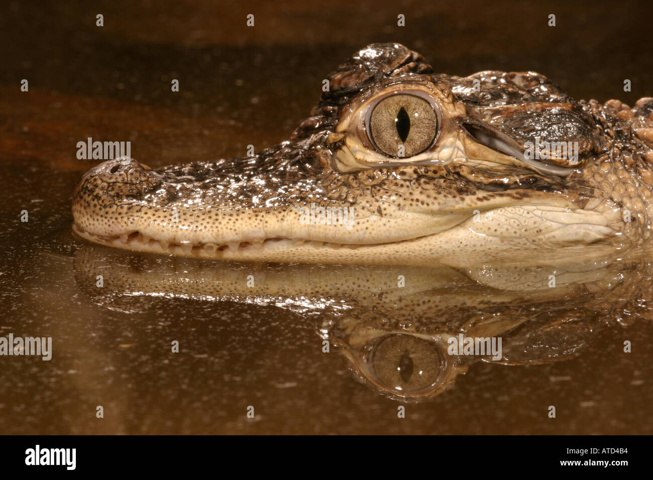 American Alligator Stock Photo