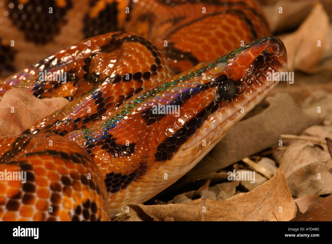 Brazilian Rainbow Boa Stock Photo Alamy
