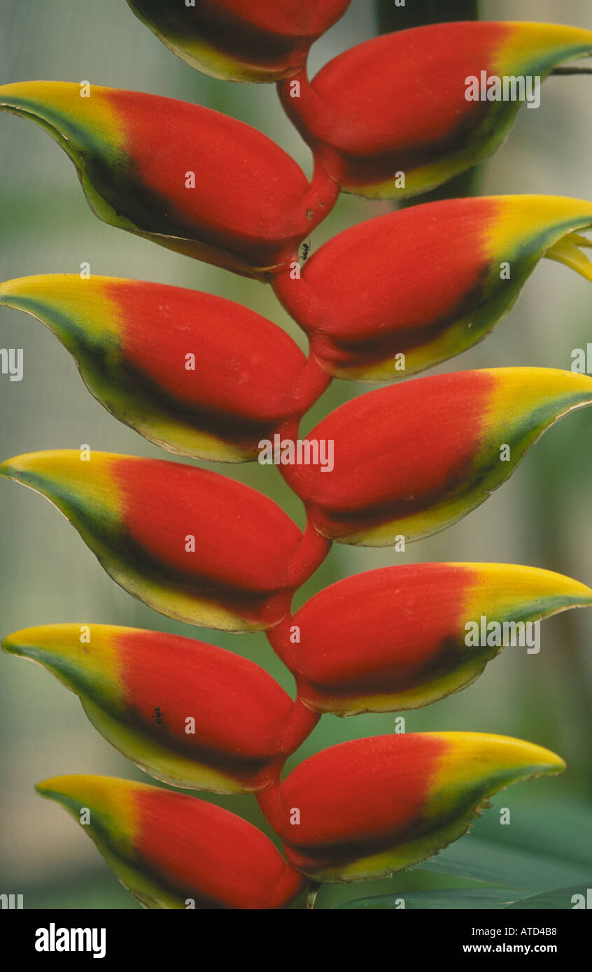 Heliconia flower from the Amazon rainforest Brazil Stock Photo Alamy