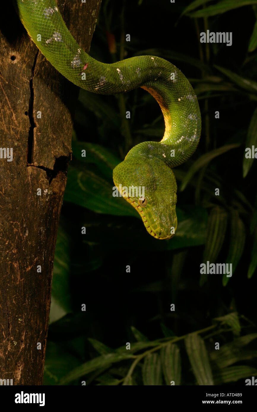 Emerald Tree Boa Stock Photo - Alamy