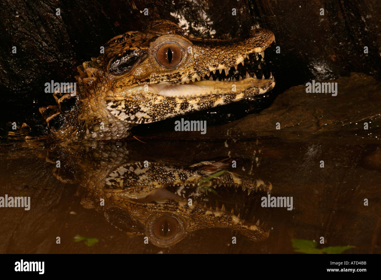 Caimen hi-res stock photography and images - Alamy