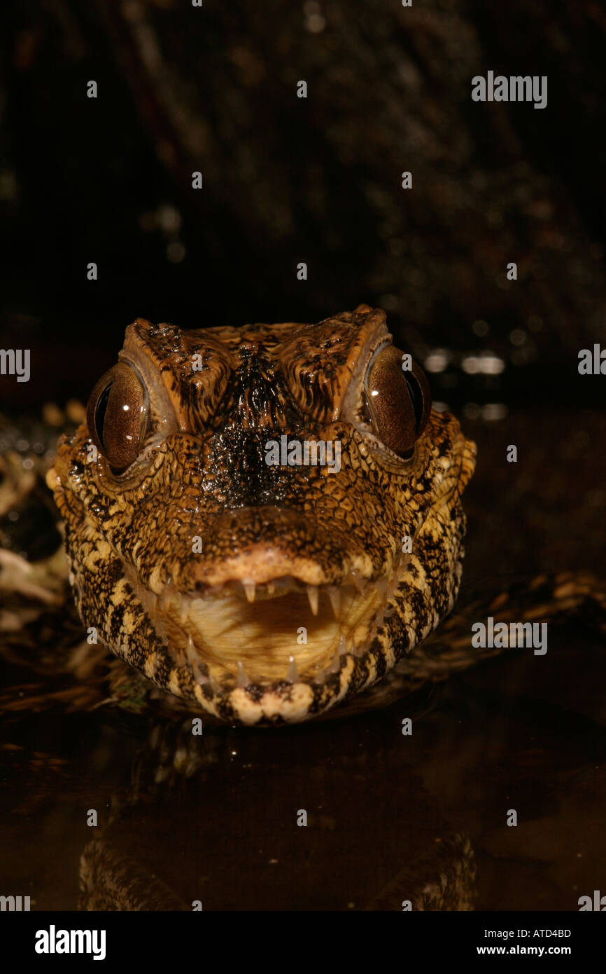 Caimen hi-res stock photography and images - Alamy