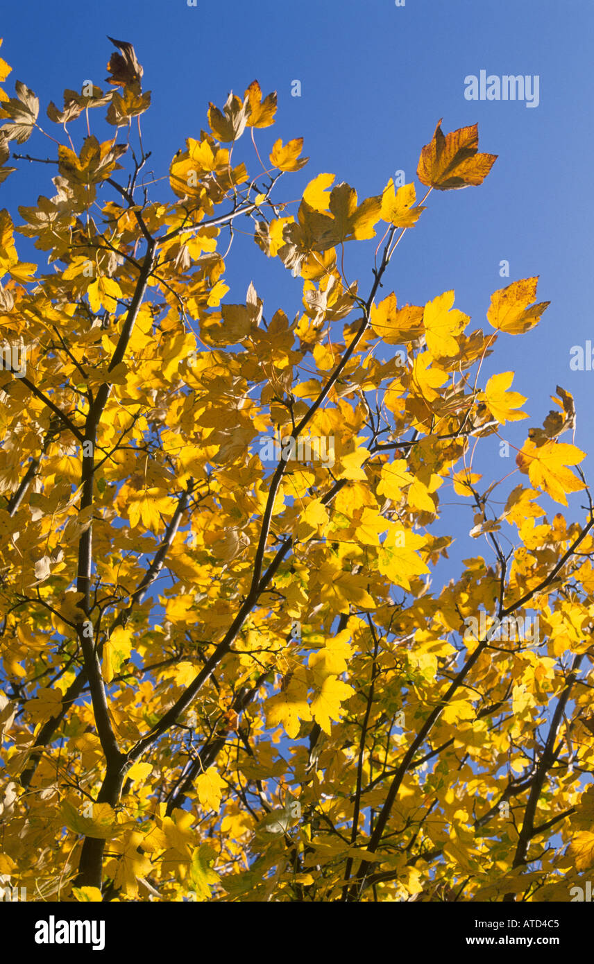 Maple tree against blue sky hi-res stock photography and images - Alamy