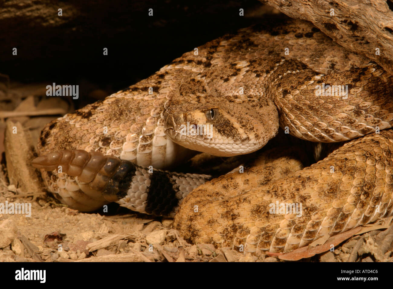 Western Diamondback Rattlesnake Stock Photo