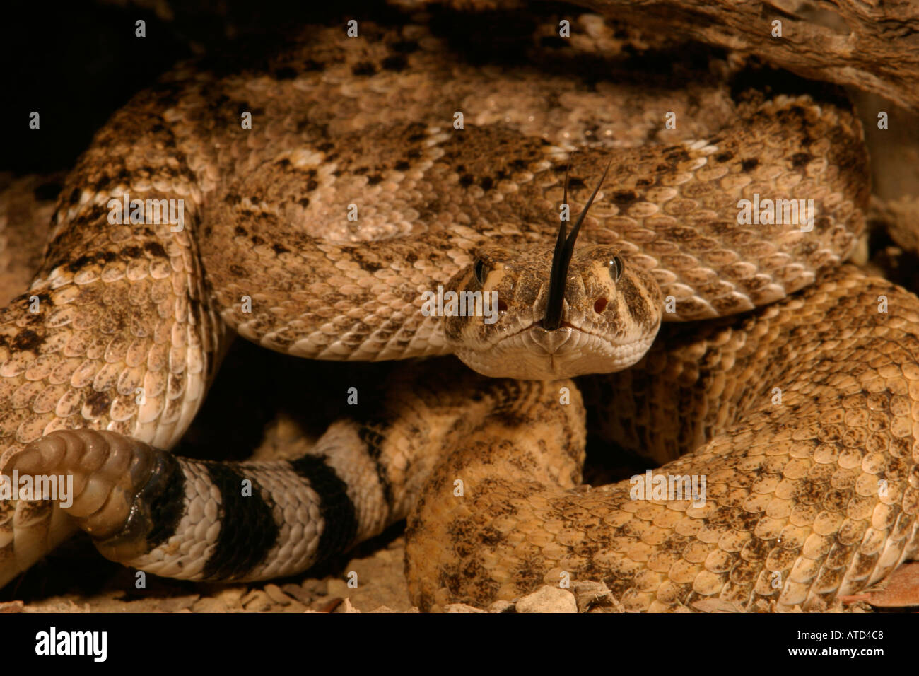 Western Diamondback Rattlesnake Stock Photo