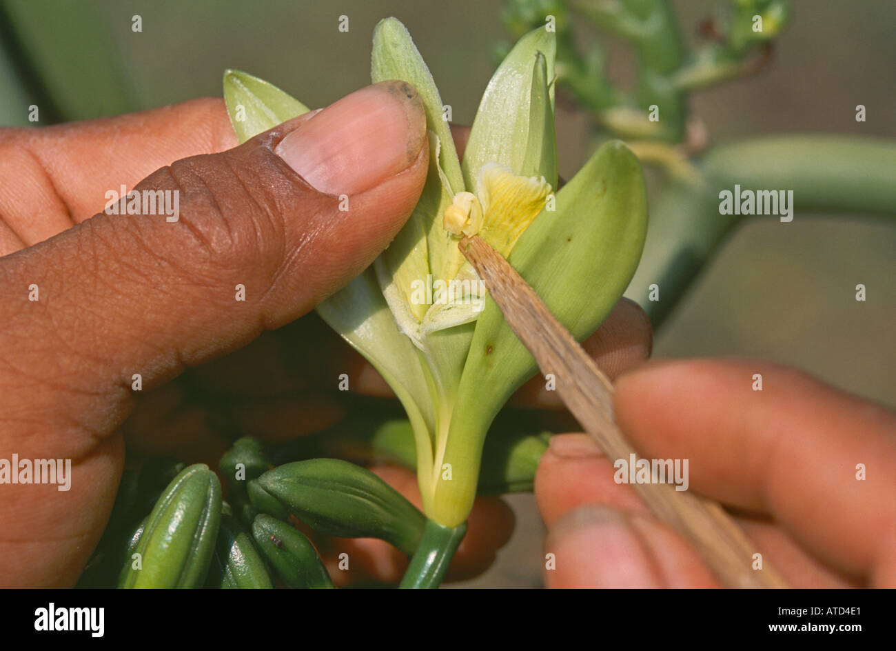 man hand pollinating commercial vanilla orchid flowers in plantation