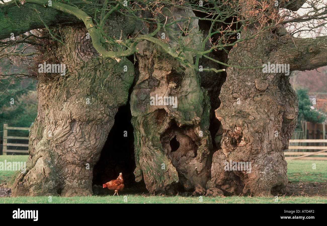 The Bowthorpe oak is Britains largest oak and is over 1000 years old Stock Photo 1692913 Alamy