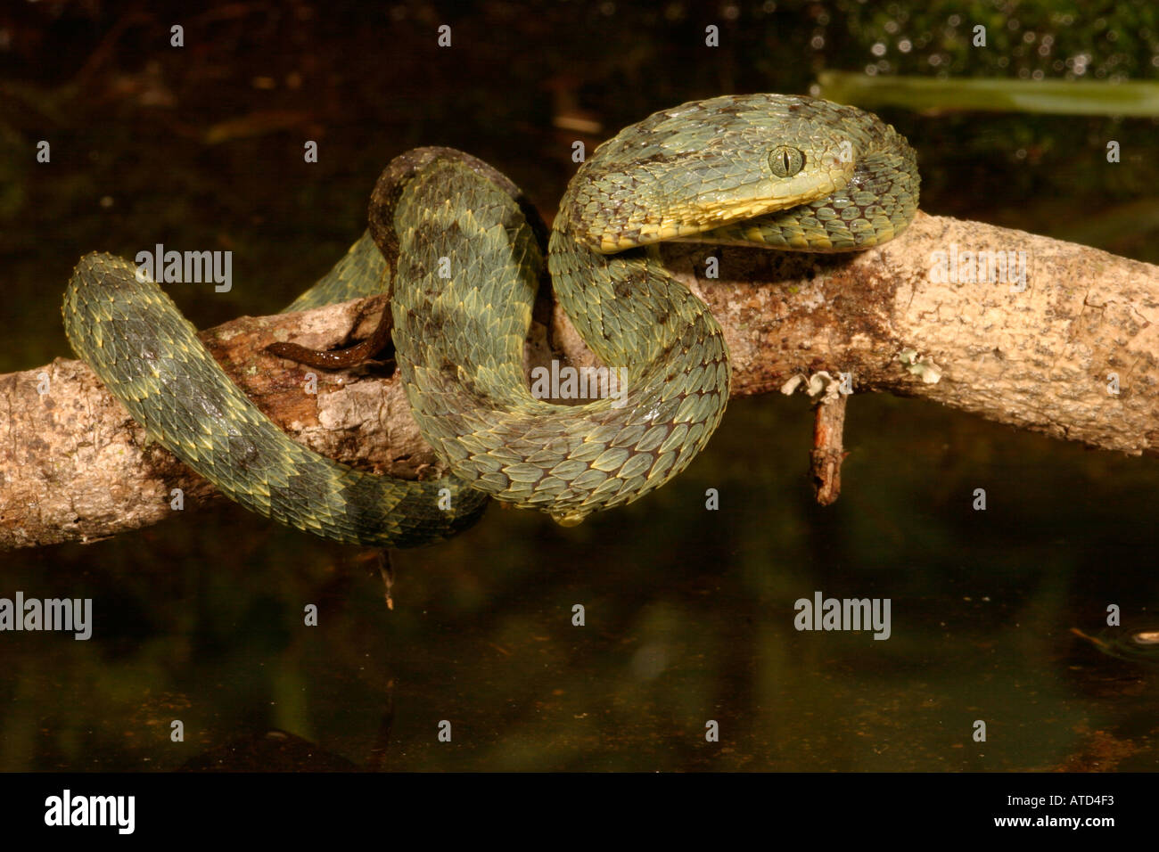 Bush Viper Snake Stock Photo