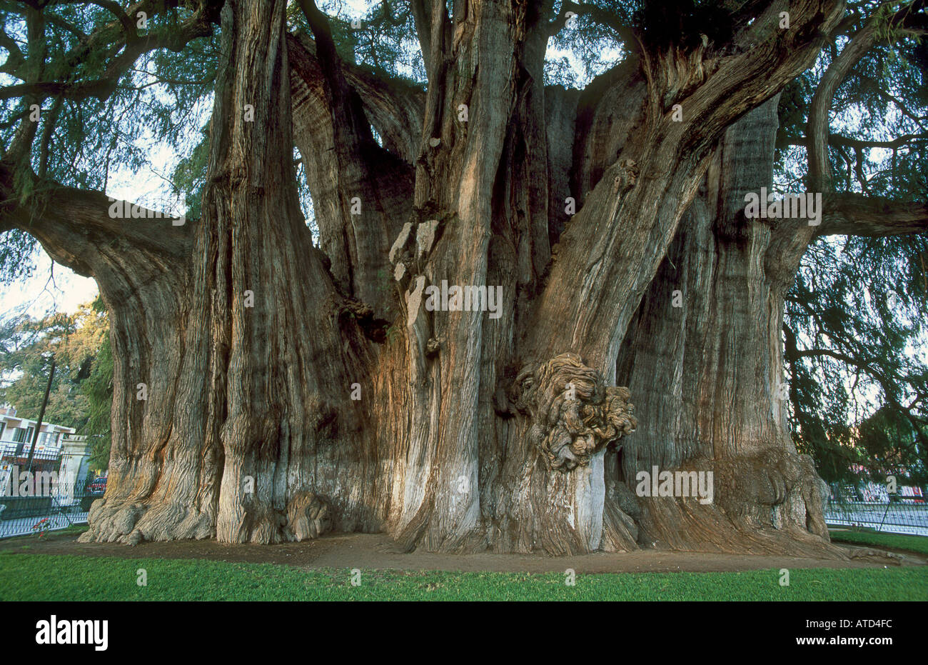 The Tule Tree or Montezuma Cypress Taxodium sp near Oaxaca in Mexico One of the largest trunks of any tree in the world Stock Photo