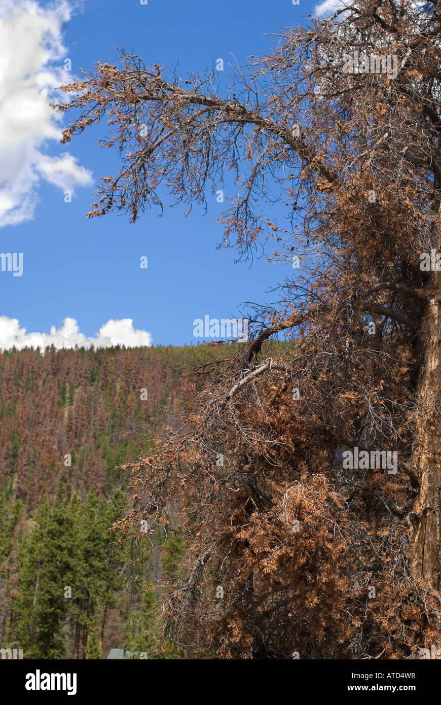 Damage caused by mountain pine beetle near Breckenridge Colorado Stock Photo