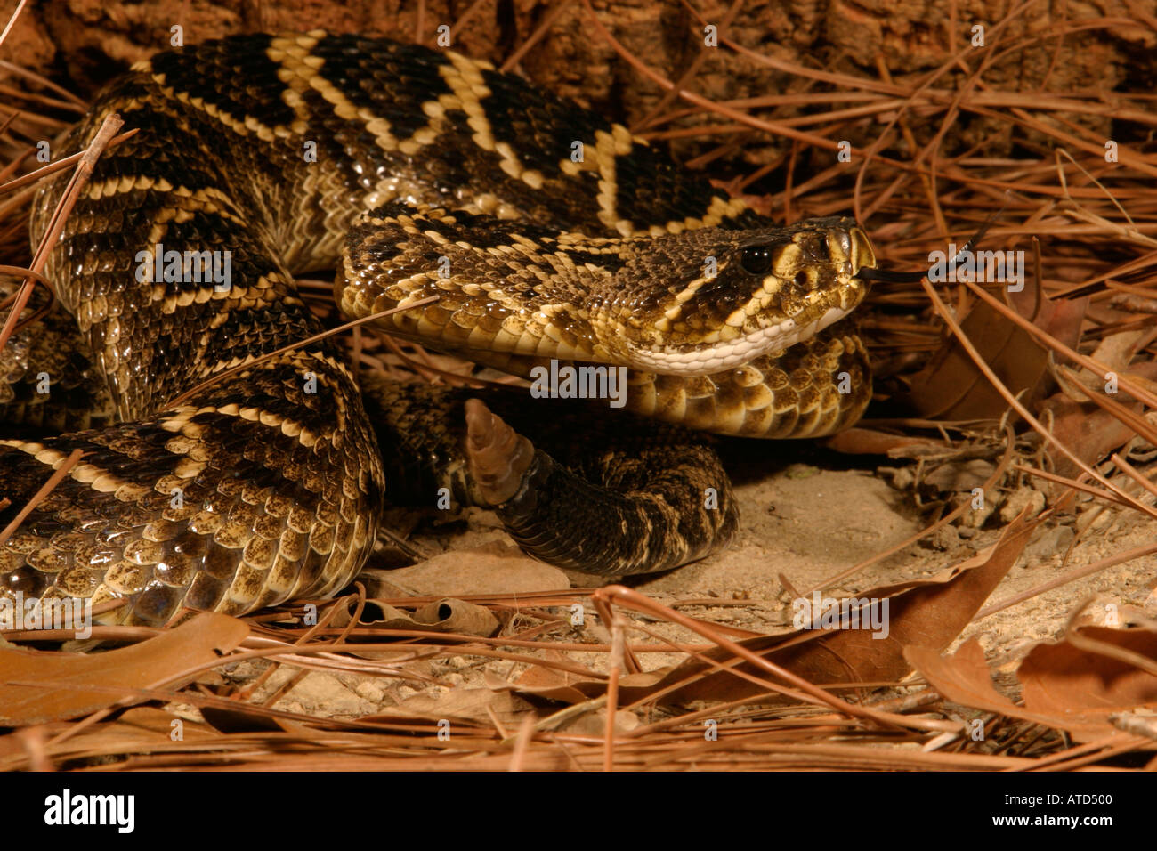 Eastern diamondback rattlesnake skin hi-res stock photography and