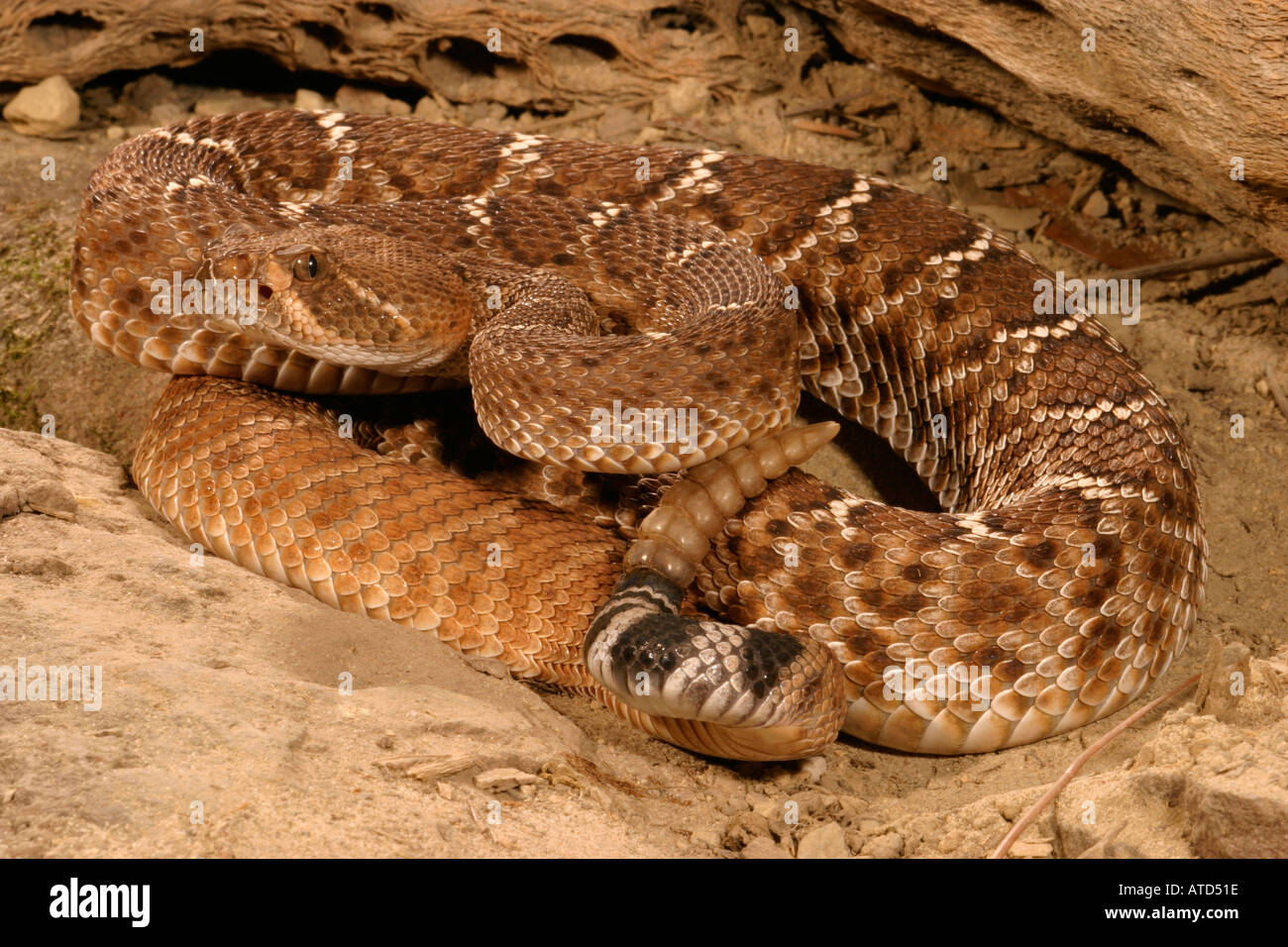 Red diamond rattlesnake hi-res stock photography and images - Alamy