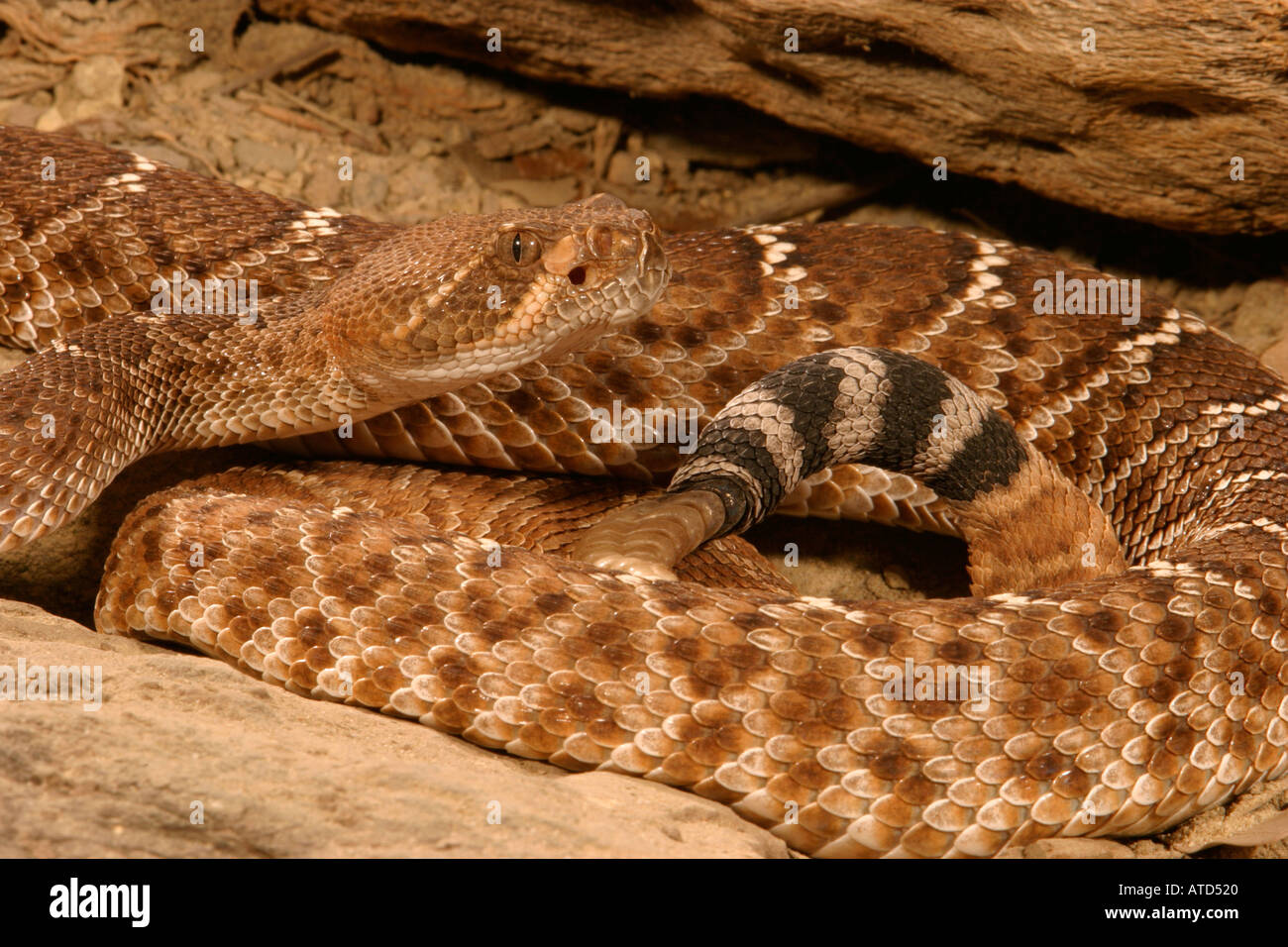 Red Diamond Rattlesnake Stock Photo Alamy