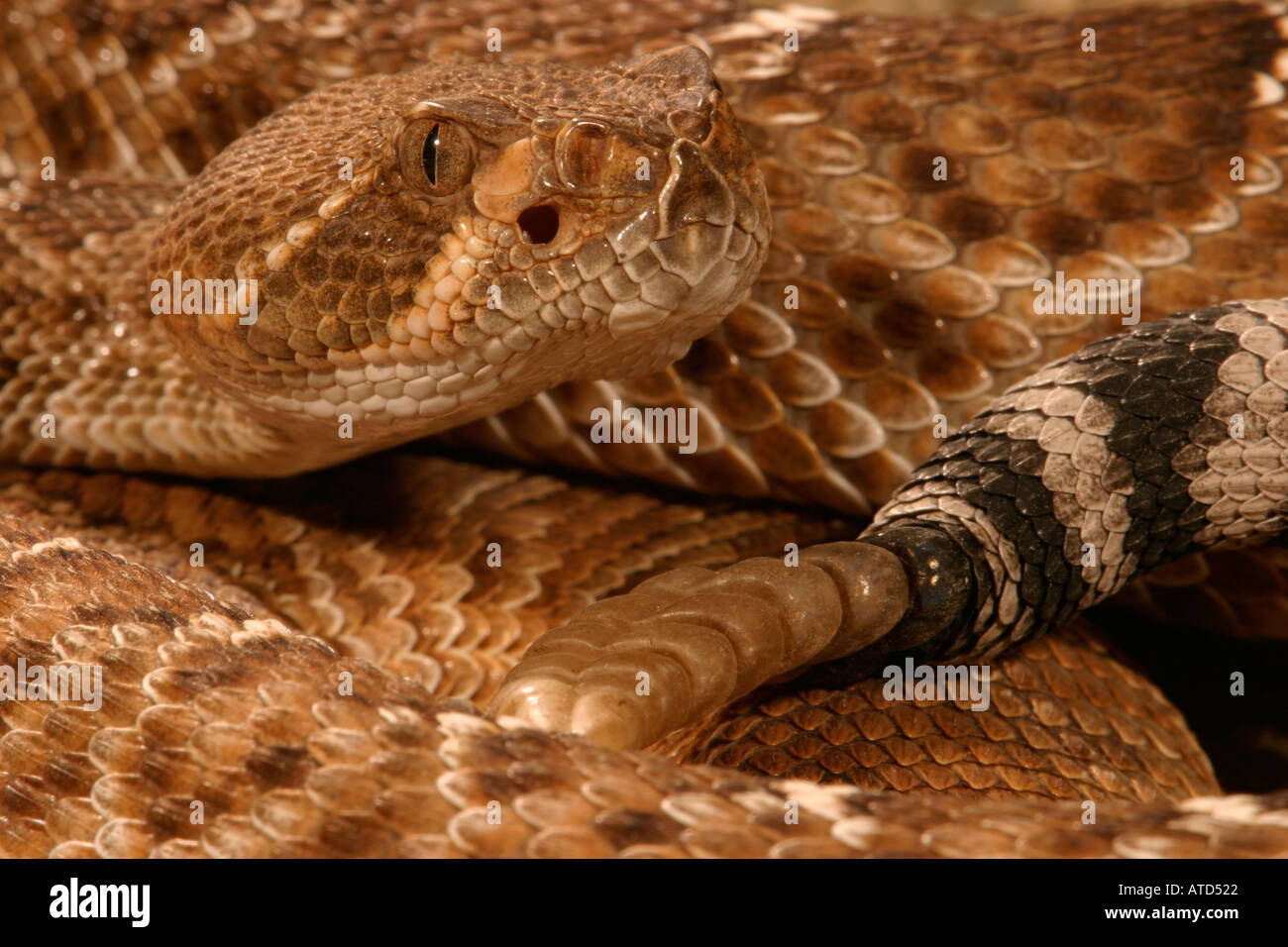 Red diamond rattlesnake hires stock photography and images Alamy