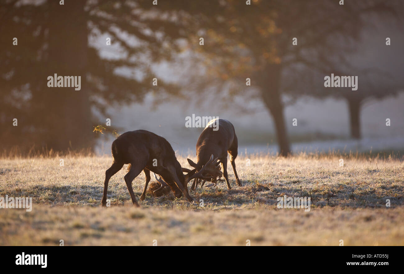 Fallow Bucks Rut Two Fallow Deer Bucks battle it out during the Rut (Dama dama Stock ...