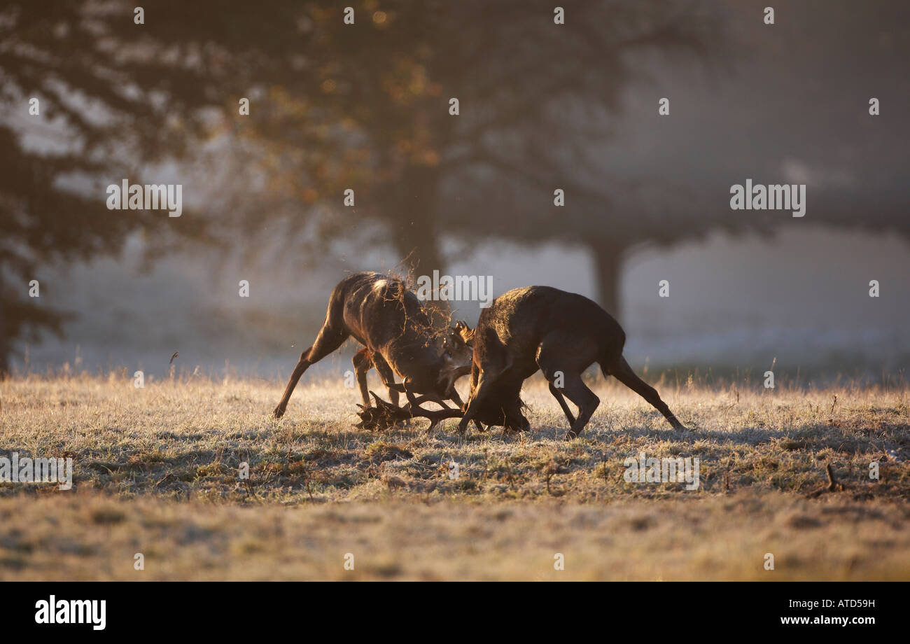 Fallow Bucks Rut Two Fallow Deer Bucks battle it out during the Rut (Dama dama Stock ...
