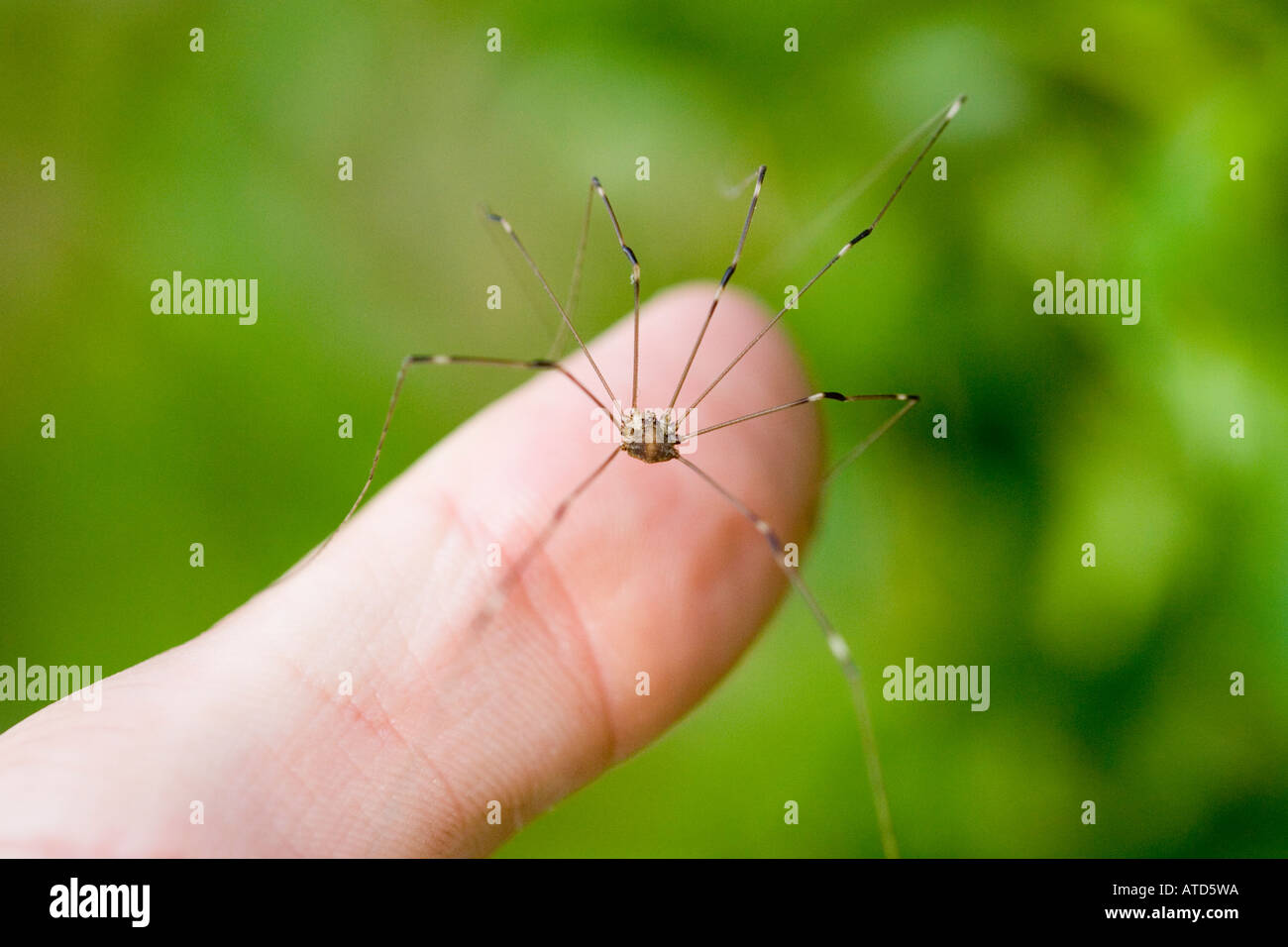 Daddy Long Legs Spider Royalty-Free Images, Stock Photos & Pictures