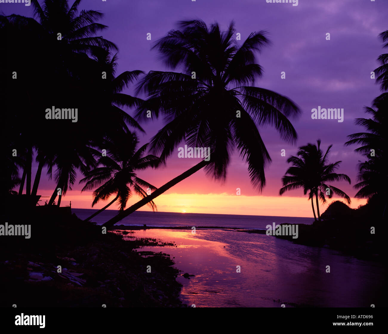 Purple Beach Sunset With Palm Trees